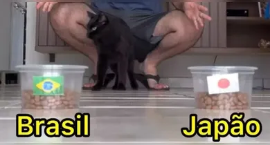 Imagem ilustrativa da notícia: Gato vidente "crava" previsão para Brasil x Japão; veja!