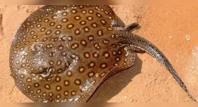 Imagem ilustrativa da notícia: Arraias nas praias de Belém: veja como evitar acidentes
