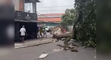 Imagem ilustrativa da notícia: Árvore cai durante fortes rajadas de vento no bairro do Jurunas, em Belém
