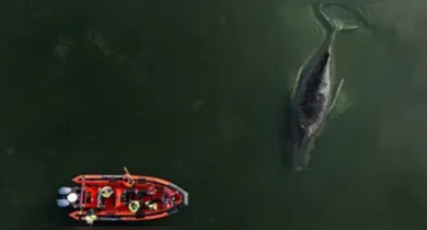 Imagem ilustrativa da notícia: Baleia resgatada após encalhe na Alemanha é encontrada morta