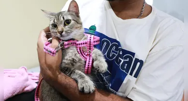 Imagem ilustrativa da notícia: Prefeitura leva atendimento veterinário gratuito a Icoaraci