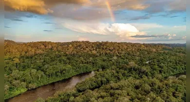 Imagem ilustrativa da notícia: Pará lidera manejo florestal sustentável com nova concessão