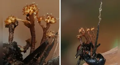 Imagem ilustrativa da notícia: Inimigo do "fungo zumbi" é descoberto em floresta tropical