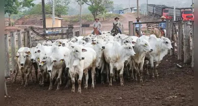 Imagem ilustrativa da notícia: Adepará lança mutirão itinerante para regularização de rebanhos no interior