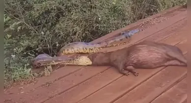 Imagem ilustrativa da notícia: Vídeo: cobra captura e arrasta capivara pela cabeça em fazenda 