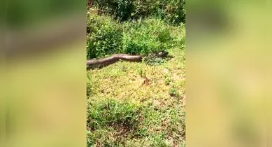 Imagem ilustrativa da notícia: Vídeo: sucuri de seis metros é flagrada em fazenda no sul do PA