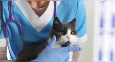 Imagem ilustrativa da notícia: Mutirão de castração para gatos acontece nesta quinta-feira