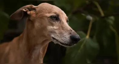 Imagem ilustrativa da notícia: Cachorro com mais de 15 mil anos é descoberto na Turquia
