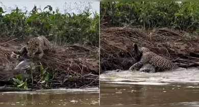 Imagem ilustrativa da notícia: Onça arma emboscada e abate jacaré gigante no Pantanal; veja!