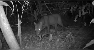 Imagem ilustrativa da notícia: Imagens raras de "cachorro fantasma" da Amazônia são reveladas
