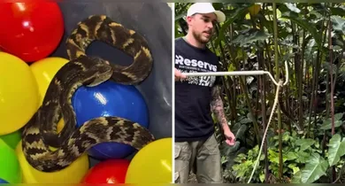 Imagem ilustrativa da notícia: Vídeo: jararaca é encontrada em piscina de bolinhas de restaurante