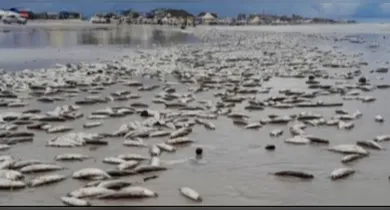 Imagem ilustrativa da notícia: Peixes mortos assustam banhistas em Salinópolis