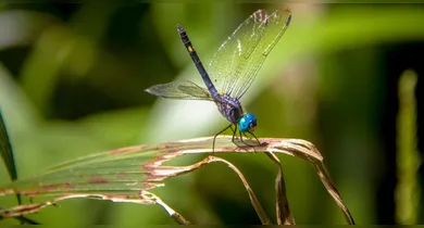 Imagem ilustrativa da notícia: Cidadão comum pode mapear biodiversidade no Museu Goeldi em Belém