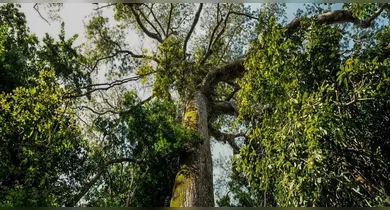 Imagem ilustrativa da notícia: Pará reforça política ambiental no Dia do Meio Ambiente