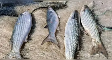 Imagem ilustrativa da notícia: Pesca de tainha  do tipo arrasto de praia é suspensa em todo o Brasil