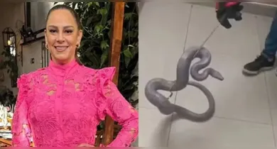 Imagem ilustrativa da notícia: Cobra de Silvia Abravanel reaparece após 5 meses desaparecida