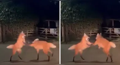 Imagem ilustrativa da notícia: Vídeo: cena de "briga" entre Lobos-guará em estrada viraliza