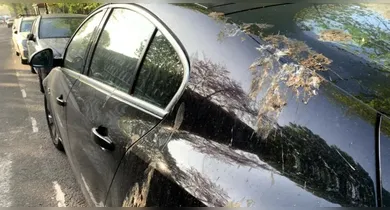 Imagem ilustrativa da notícia: Cocô de pombo é um dos maiores inimigos do seu carro; Entenda!