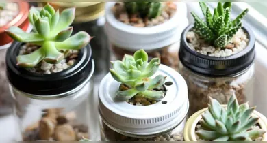 Imagem ilustrativa da notícia: Descubra 4 formas criativas de reutilizar tampas de potes