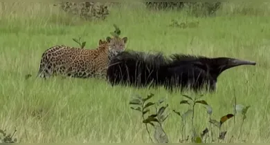 Imagem ilustrativa da notícia: Tamanduá-bandeira enfrenta onça-pintada no Pantanal