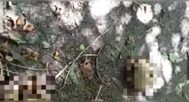 Imagem ilustrativa da notícia: Ossada humana é encontrada em mata no Marajó
