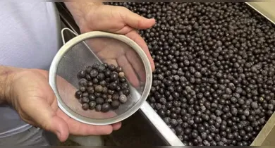 Imagem ilustrativa da notícia: Casa do Açaí promove oficina para manipuladores de açaí em Belém