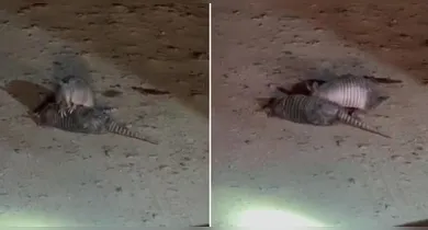 Imagem ilustrativa da notícia: Vídeo: tatu tenta ajudar amigo atropelado na estrada e emociona internautas
