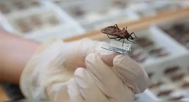 Imagem ilustrativa da notícia: Anvisa aprova novo remédio infantil contra doença de Chagas
