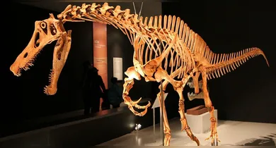 Imagem ilustrativa da notícia: Brasil recupera fóssil raro de dinossauro roubado após 30 anos