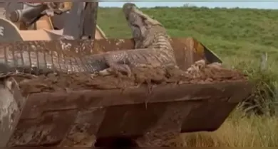 Imagem ilustrativa da notícia: Vídeo mostra jacaré gigante sendo transportado por trator no Pará
