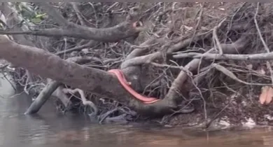 Imagem ilustrativa da notícia: Cobra cor-de-rosa? Coloração de réptil chama atenção em pescaria