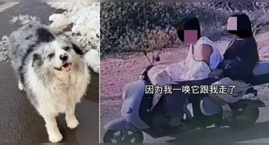 Imagem ilustrativa da notícia: Cão famoso é sequestrado e acaba virando refeição em restaurante