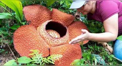 Imagem ilustrativa da notícia: "Flor cadáver": conheça a planta gigante que exala mau cheiro?
