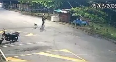 Imagem ilustrativa da notícia: Vídeo mostra suspeito levando cadela para cometer abuso