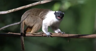 Imagem ilustrativa da notícia: Sauim-de-coleira do BioParque aguarda chegada de companheira