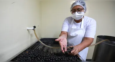 Imagem ilustrativa da notícia: Alimentos: QR Code identifica batedores de açaí em Belém