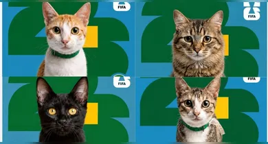 Imagem ilustrativa da notícia: Belém reforça combate ao abandono de gatos