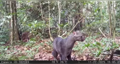 Imagem ilustrativa da notícia: Felino raro, jaguarundi é avisto pela 1ª vez em estação ecológica do Pará