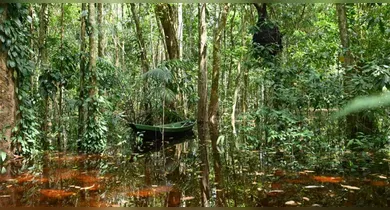 Imagem ilustrativa da notícia: Comunidade planta 400 mudas para recuperar mata de rios e igarapés em Cotijuba