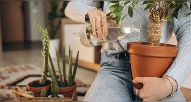 Imagem ilustrativa da notícia: Plantas resistentes: conheça 7 espécies para ter em casa