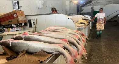 Imagem ilustrativa da notícia: Preço do Pescado cai em Belém e estimula consumidores 