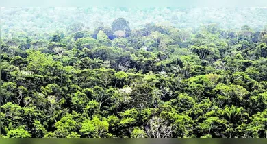 Imagem ilustrativa da notícia: Pesquisas colocam o Pará como referência em inovação com a floresta em pé