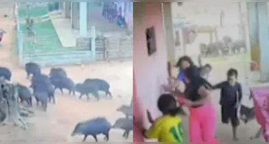 Imagem ilustrativa da notícia: Vídeo: dezenas de porcos-do-mato invadem quintal e assustam família no Pará