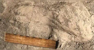 Imagem ilustrativa da notícia: Pegadas de 1,4 milhão de anos revelam tamanho de ancestral humano