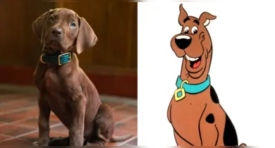 Imagem ilustrativa da notícia: Netflix divulga "ator" que viverá Scooby-Doo em live-action