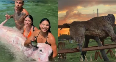 Imagem ilustrativa da notícia: Lia Mendonça e MC Daniel assam búfalo inteiro e chocam seguidores