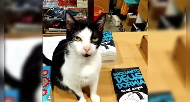 Imagem ilustrativa da notícia: Morre Pierrot, o "Gato da Fox" mascote da livraria, aos 21 anos