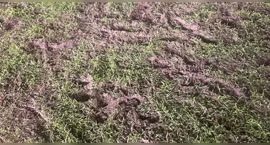 Imagem ilustrativa da notícia: Gramado ruim: Paysandu enfrenta adversário silencioso em casa