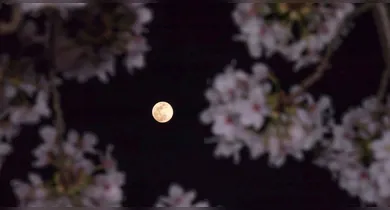 Imagem ilustrativa da notícia: Lua das Flores: fenômeno raro acontece nesta sexta. Confira!