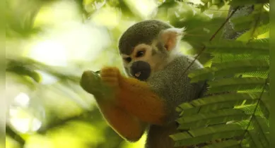 Imagem ilustrativa da notícia: Bosque alerta para os riscos de alimentar os macacos do espaço
